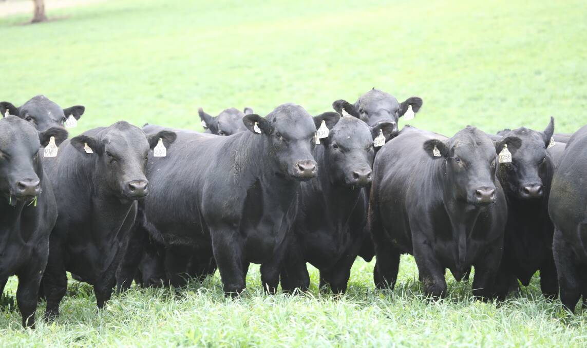 BALANCED: Gilmandyke Angus will offer 90 bulls at its August sale.