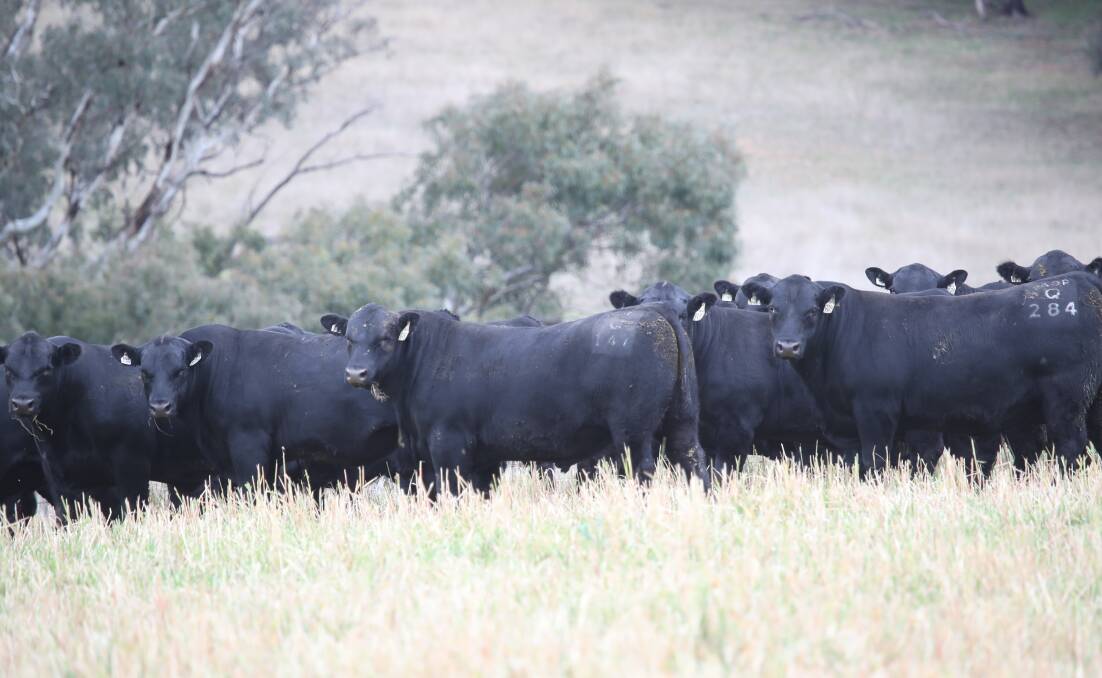 MAGNIFICENT: Gilmandyke Angus will hold a sale open day on July 29, with the sale on August 26, offering 90 bulls. 