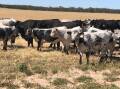 BEEFING UP: Wayne Hayward, Lameroo, South Australia, says the Speckle Park genetics bring amazing marbling when crossed with his Angus cows, as well as the distinctive black and white coats.