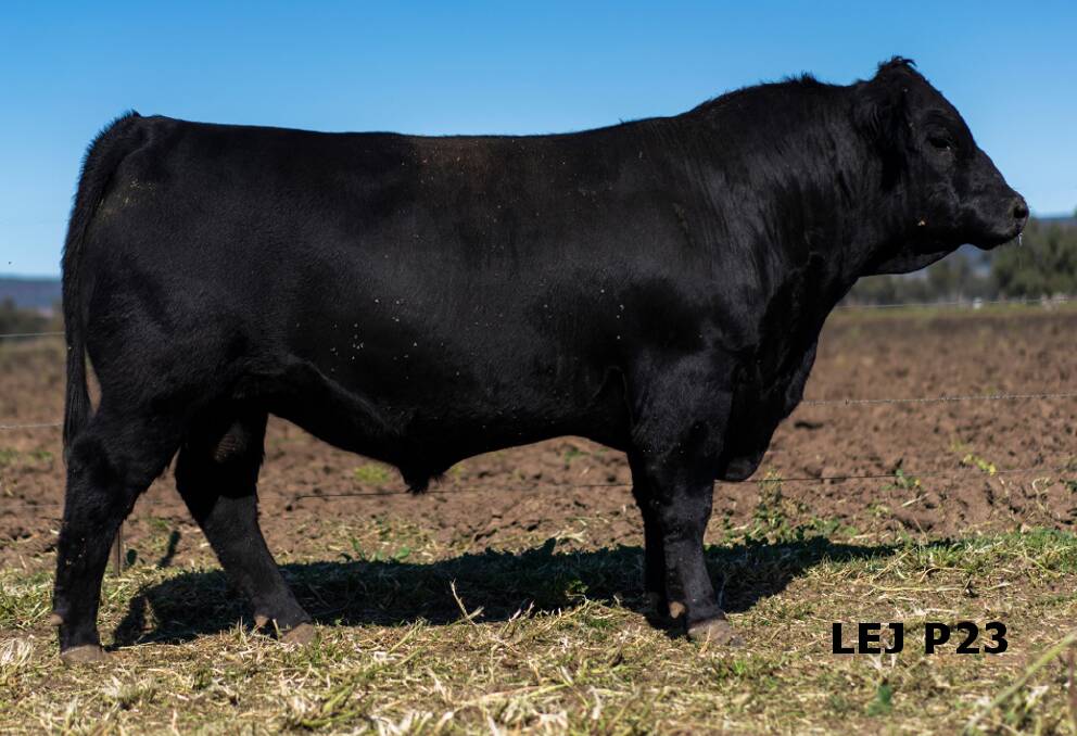 IMPRESSIVE: Lot 19 Wallawong Pioneer P23 is an excellent heifer bull option, sired by the $40,000 Millah Murrah Hector M153.