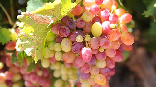 ENTICING: Sunraysia table grape growers are in Vietnam this week on a trade mission.