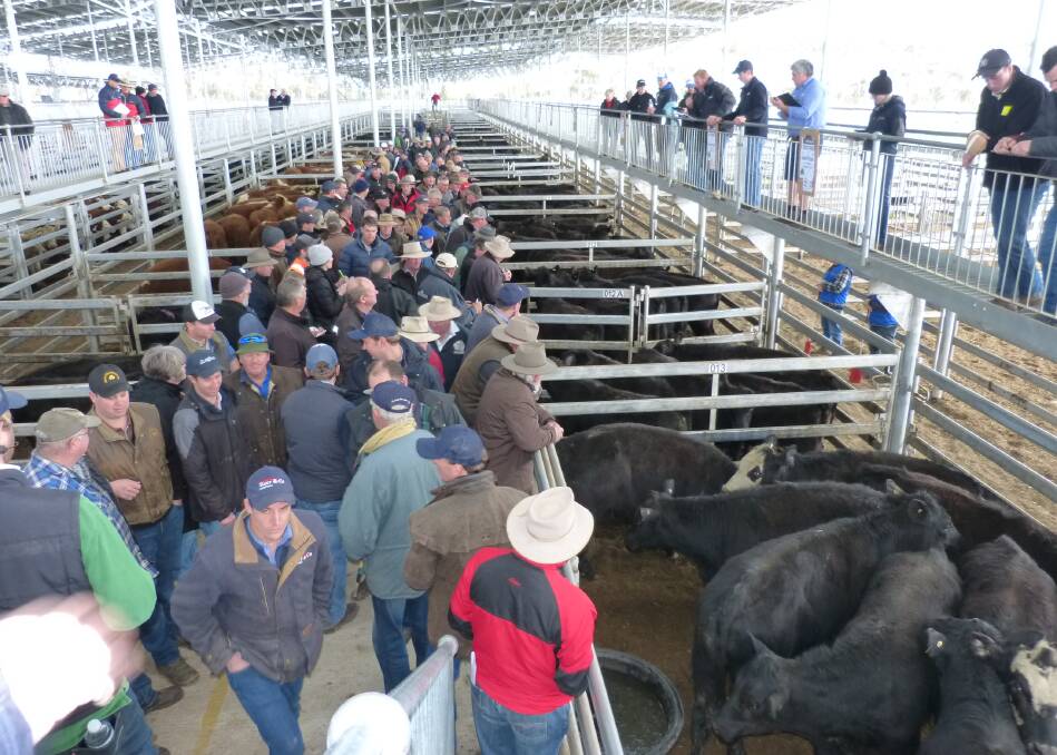Mortlake, Thursday, was heavy in people with many just looking, two from Gippsland, but buyers included a Tasmanian, feedlot buyers, and numerous locals.