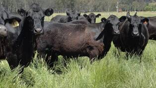 The Pasqualotto Angus herd up to their shoulders in grass on the Ovens River Flats.