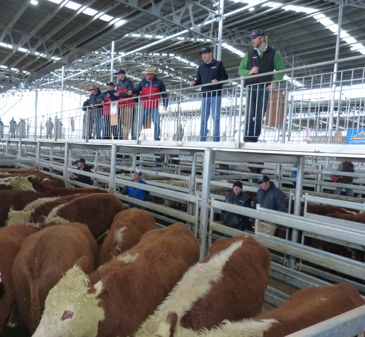 Elders Kerr & Co, Mortlake, selling the run of yearling Hereford steers, which sold to strong competition, last Thursday.