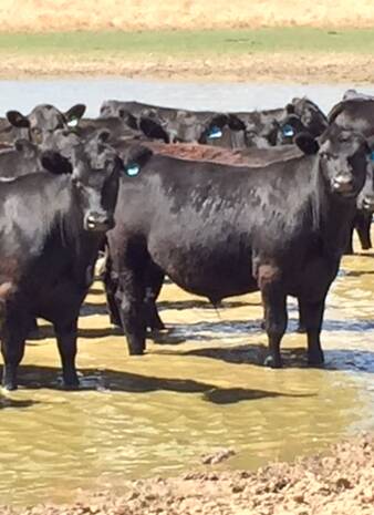 CADC Investments' cattle