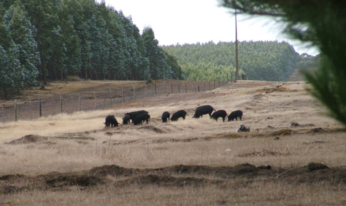 Feral pigs feed on the edge of plantation forests on KI before the recent bushfires. Photo: KI LANDSCAPE BOARD