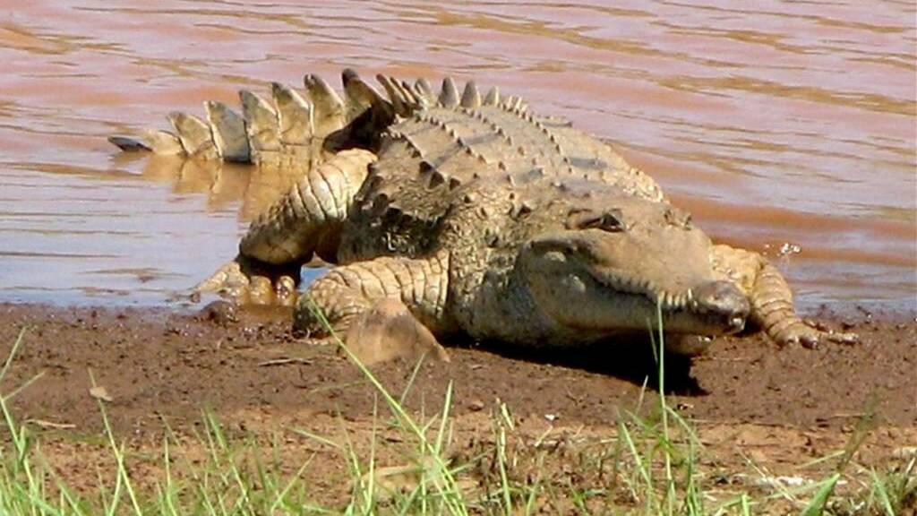 Croc numbers explode in North
