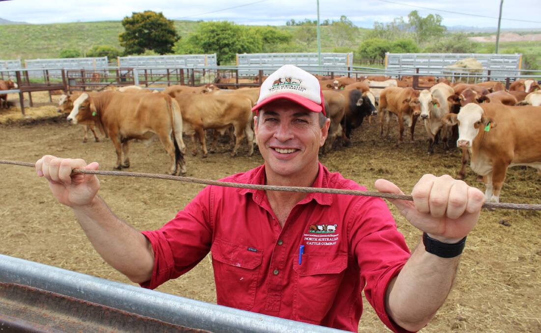 North Australian Cattle Company's managing director Patrick Underwood with northern cattle shipped to China from Townsville in January 2018.