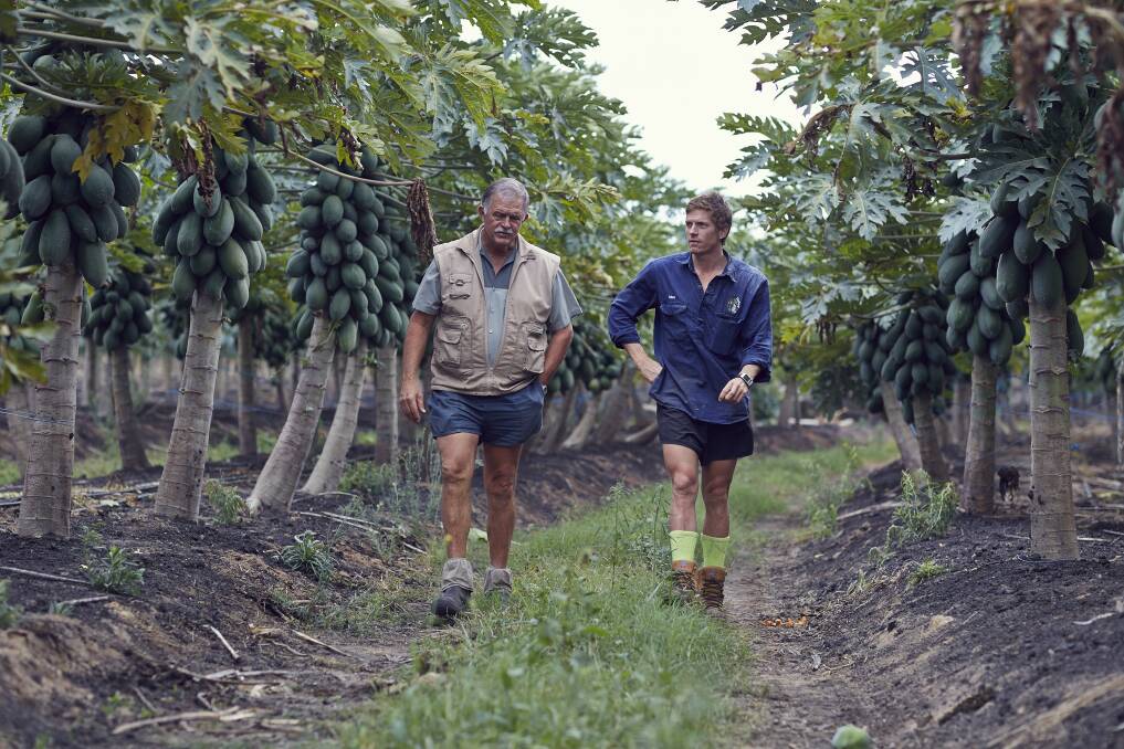 Skybury director and company owner Ian MacLaughlin, with plant health manager Mark MacLaughlin, walking through their red papaya and coffee plantation at Mareeba.