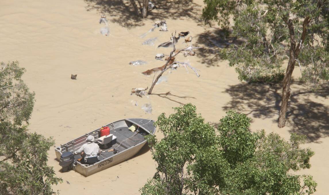 HIGHER GROUND: Calvin Gallagher helps to guide cattle to safety from Sawtell Creek about 20km from Normanton. The cattle swam 4km to reach higher ground. Photo: Mick Gallagher.