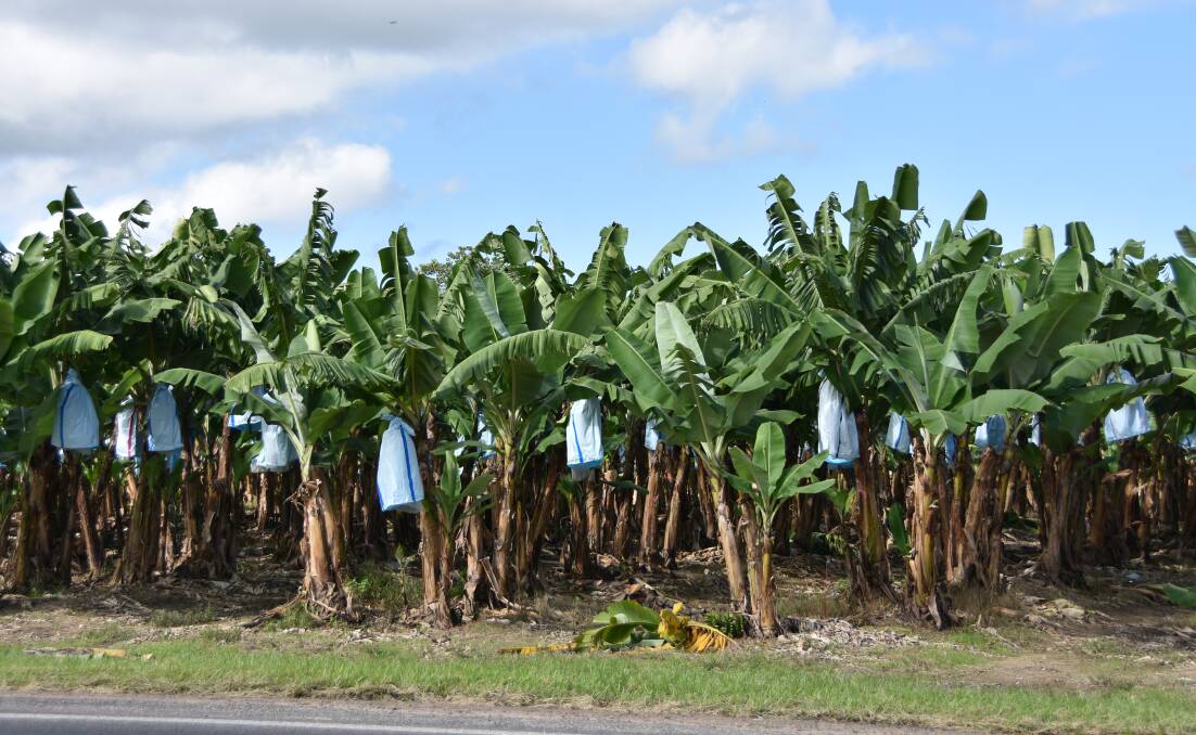 A banana farm in the Tully Valley has a suspected case of Panama TR4.