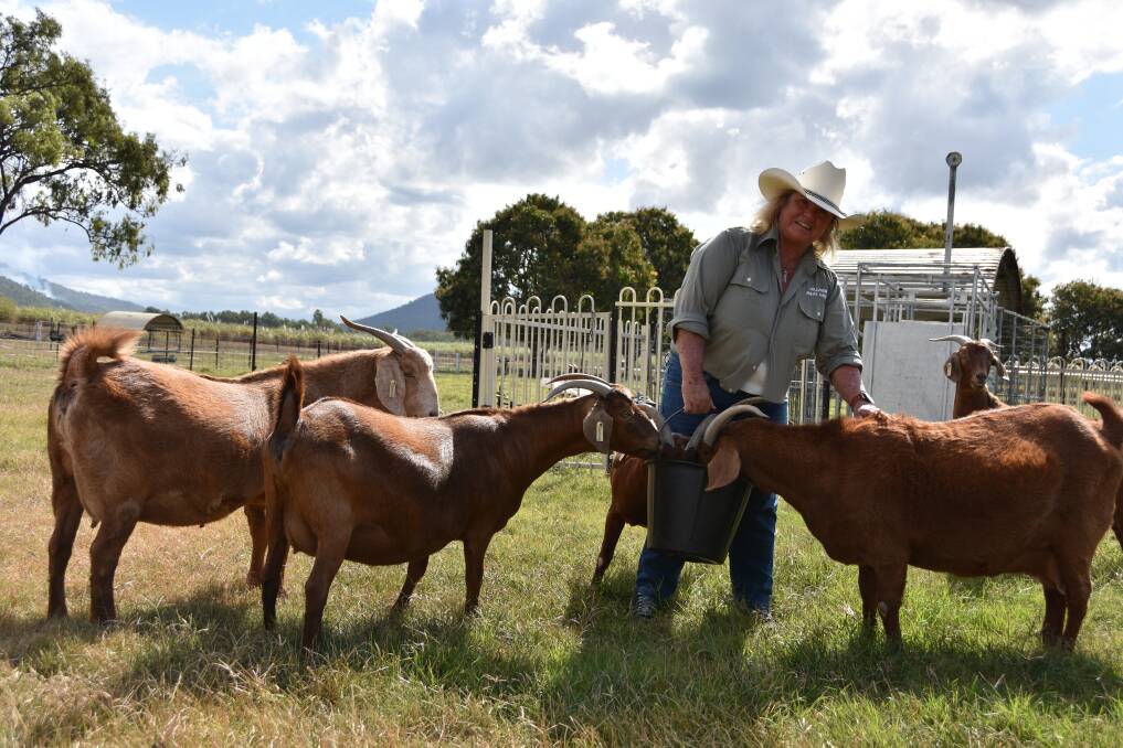 Hillview Meat Goats breeder Leeann Brace with some of her Boer goats at her Bambaroo property.