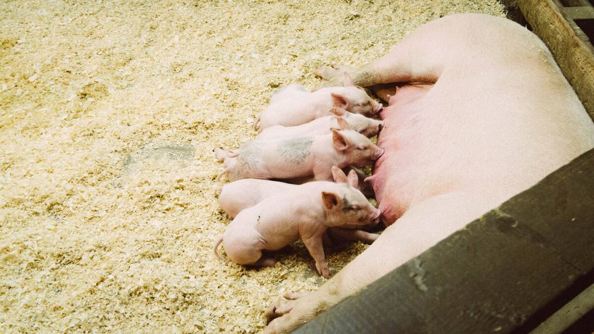 Piglets having a feed. Pic: Greg Ortega