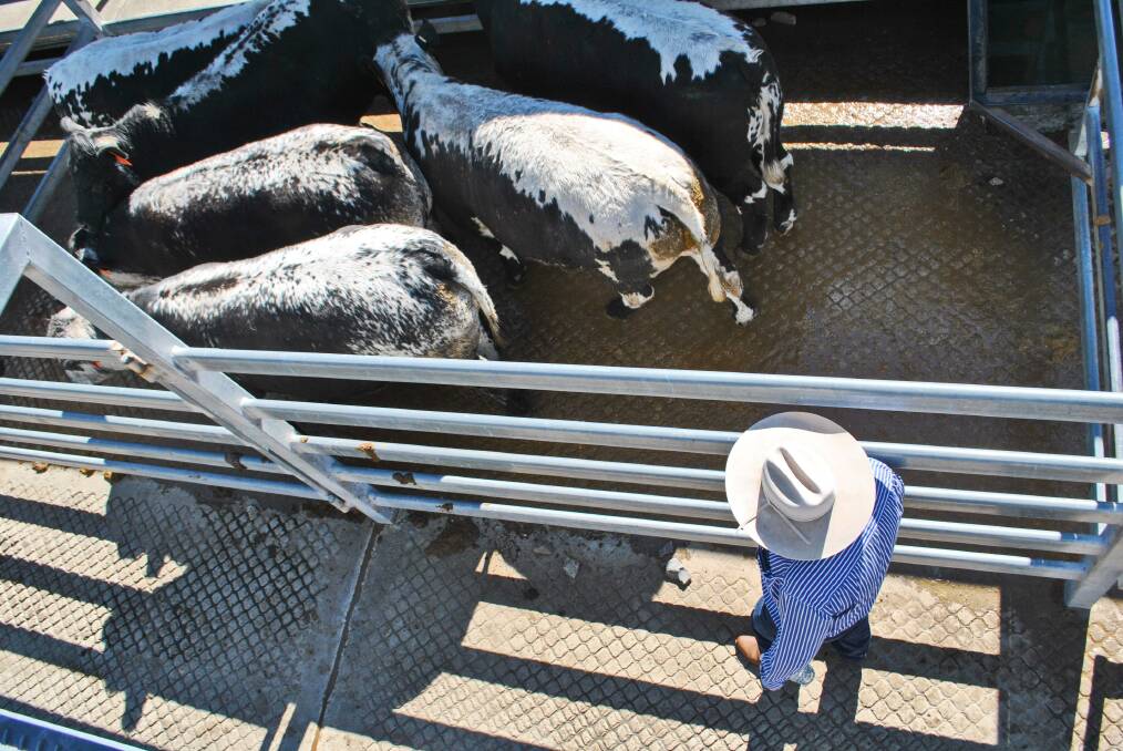 JBS Dinmore livestock manager Anthony Griffiths judging the Ekka prime cattle entries at Silverdale Saleyards last week. Picture: Mark Phelps