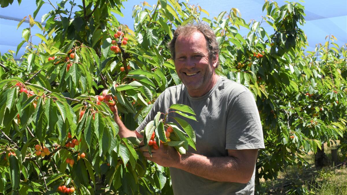 Cherry Cheer: Cherry producer Pete Arthur, Yundi, has 1000 cherry trees on a 1.5 hectare orchard which grows Stellar, Lapin and Morello varieties.
