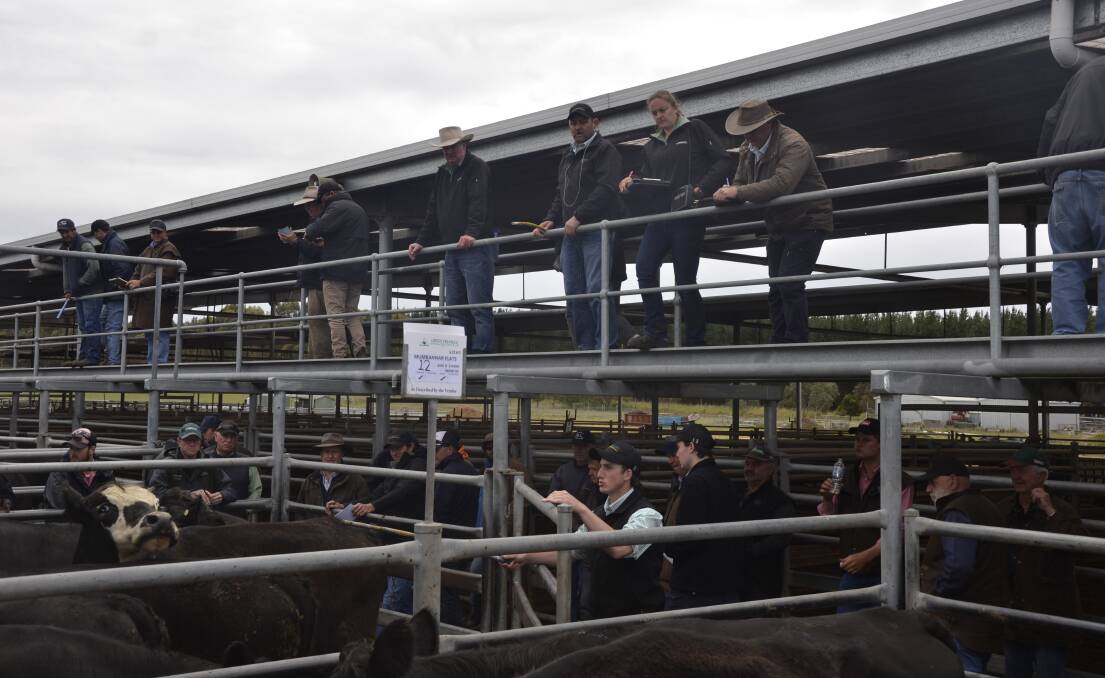 A new safety program is being brought in at the Mount Gambier saleyards.
