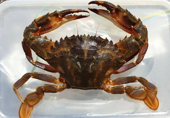 The male crab was identified after being caught by fisher on the North Arm Jetty at Port Adelaide last week.