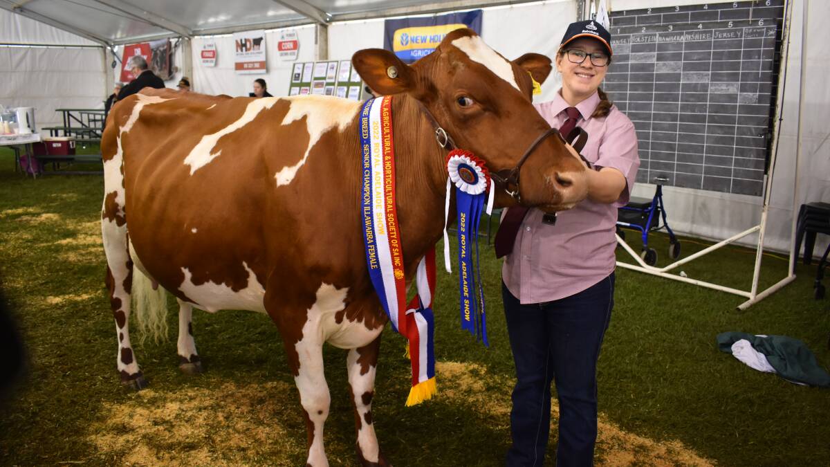 Adelaide Show: Doecke breeding cleans up in Illawarra show ring | Stock ...