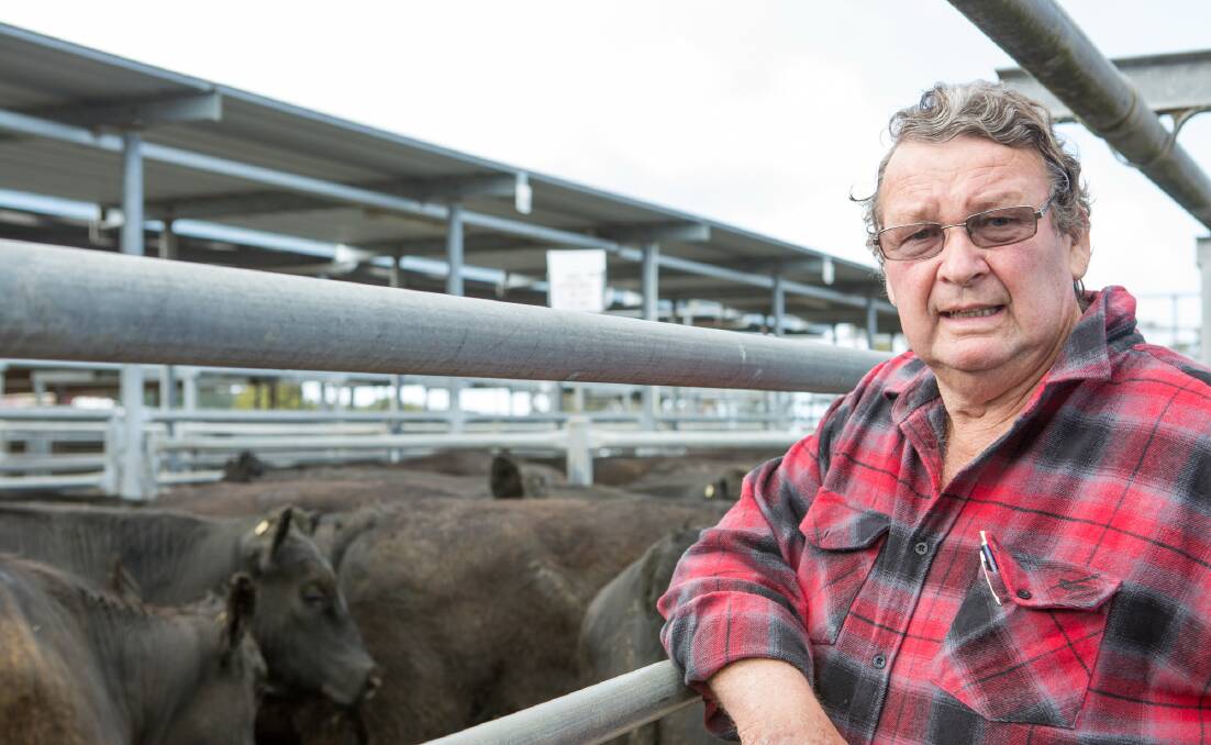 BUY UP: At the Mount Gambier store sale on Friday, local buyer John Hommelhoff bought 64 Angus and Angus-cross steers for an average of $2.90/kg.