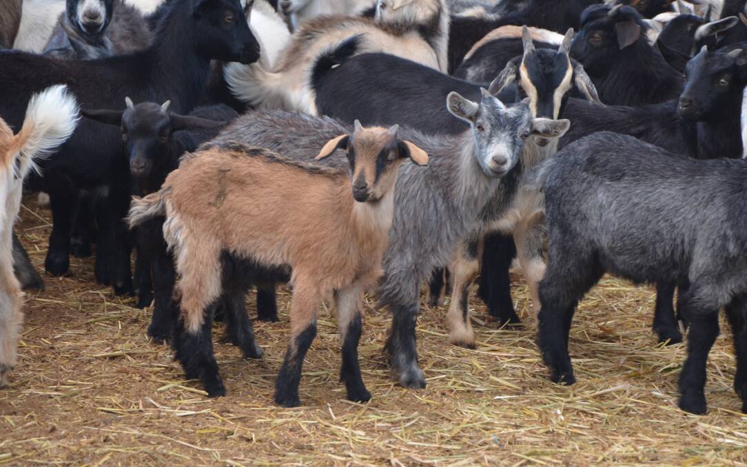 RSVPs are needed today for a meeting on a new CSIRO and Charles Sturt University goat industry animal health project, which is being held on Wednesday December 12 at Murray Bridge. 