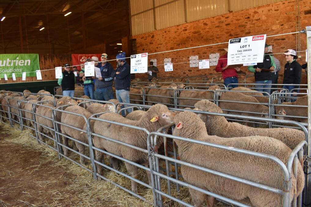 Line up of rams on offer. Picture by Kiara Stacey