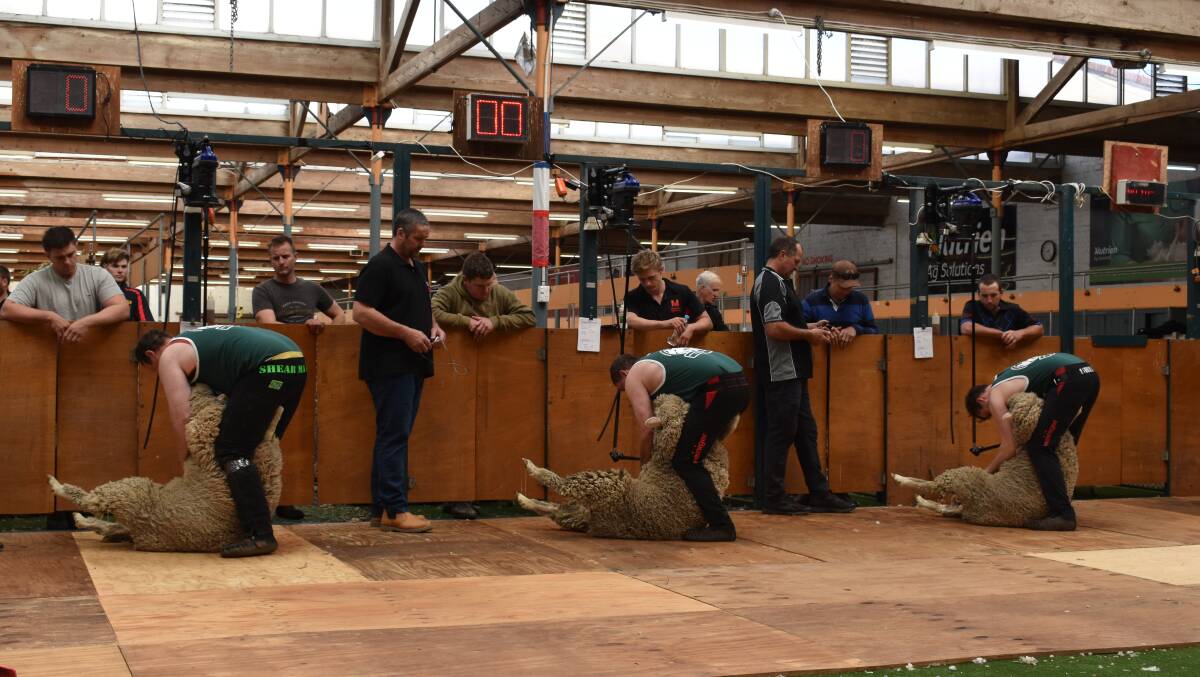 Shearers competing in the competition.