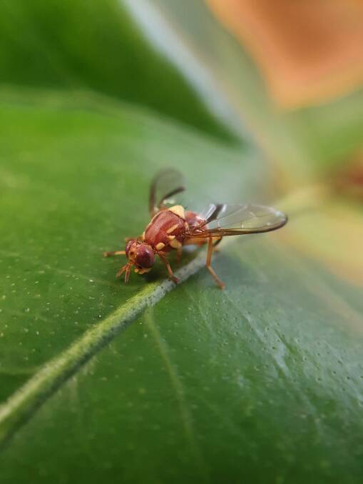 A new detection of Queensland fruit fly has been found in metropolitan Adelaide. Photo: PIRSA