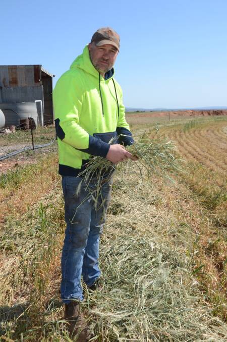 CUTTING TIME: Jason Pfitzner, Eudunda, decided to cut a healthy crop of Scepter wheat down for hay, rather than risk it not filling in the dry conditions.