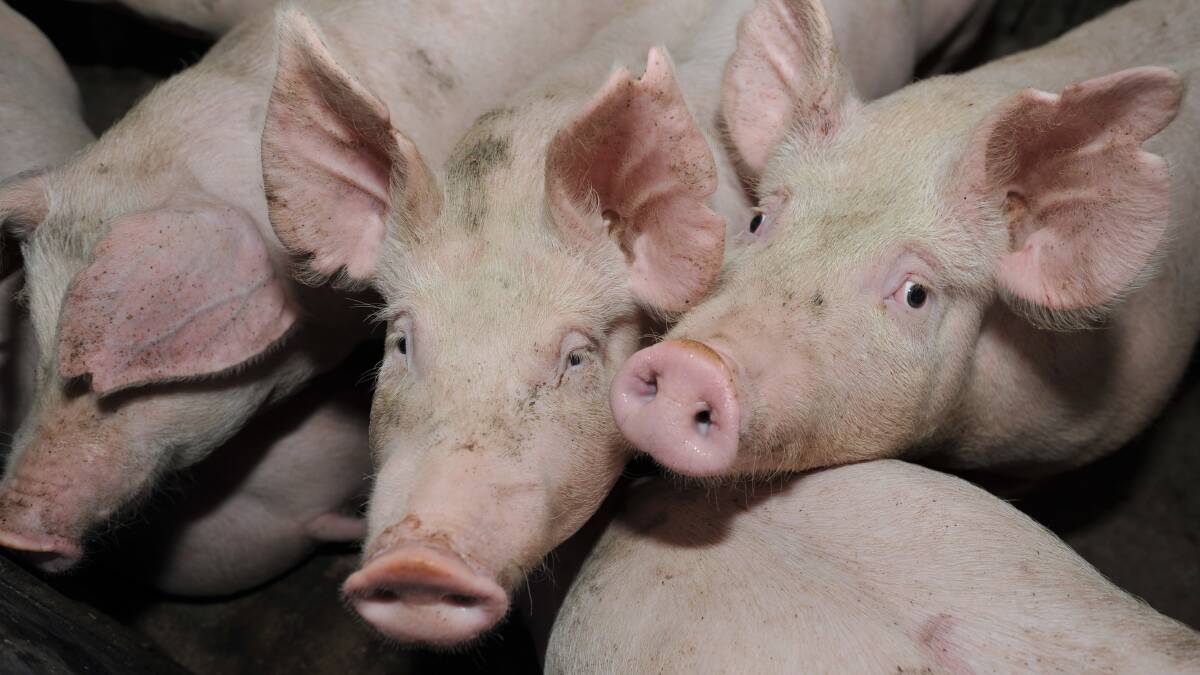 SA's best ham named | Stock Journal | SA