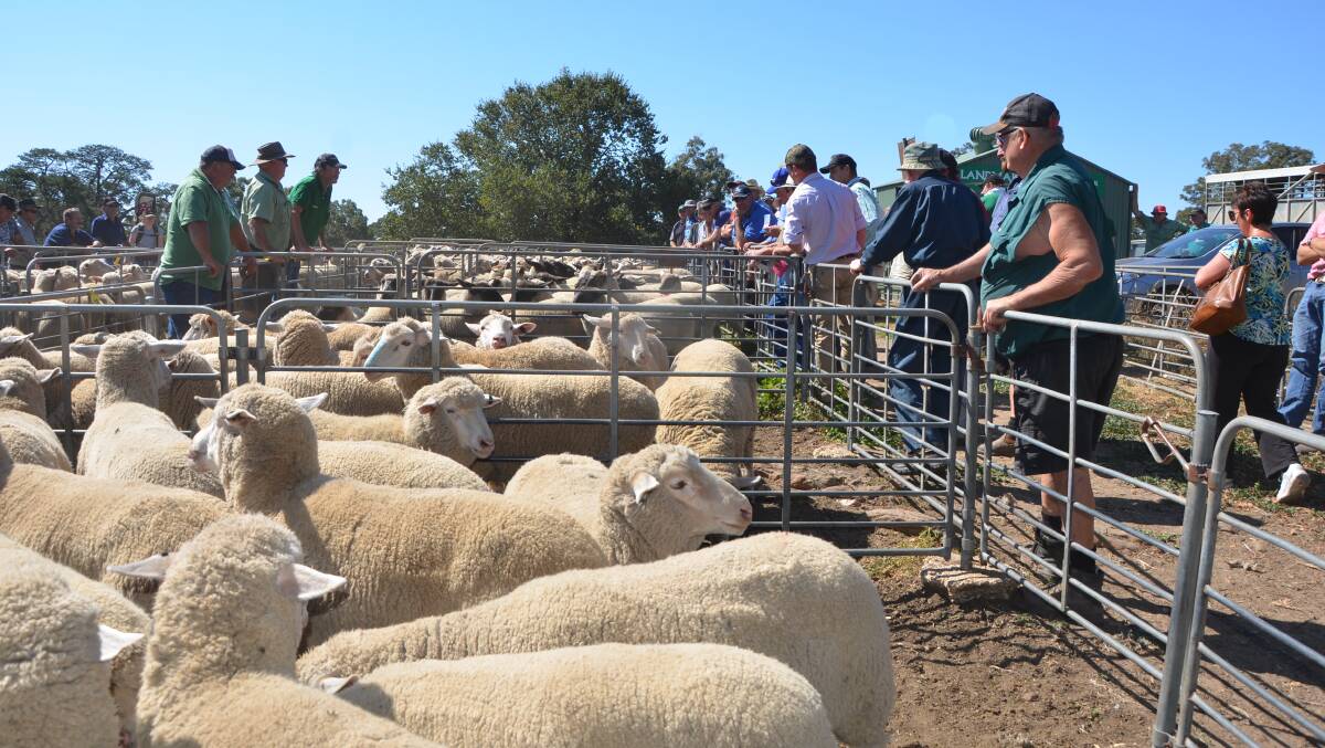 The Mount Pleasant lamb sale in action.