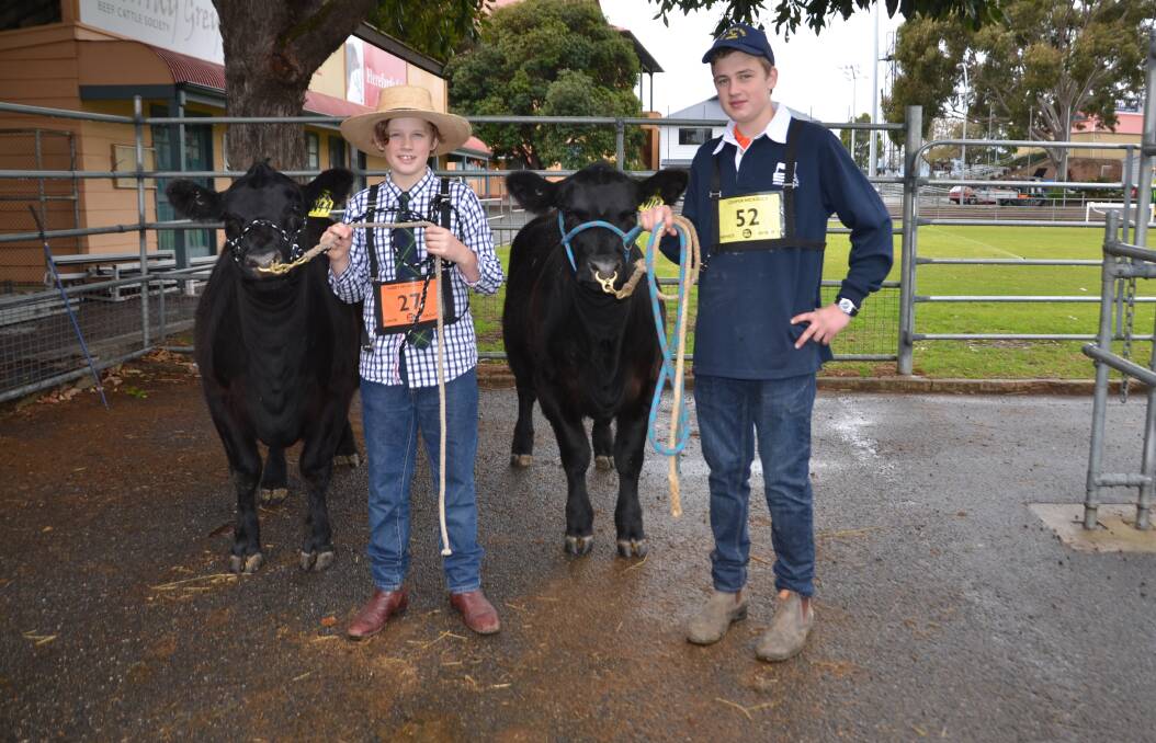 ANGUS ENTRIES: Harry Nickolls, 11, with his heifer Bull Oak Well Pomona N44, and his brother Cooper, 12, with Bull Oak Well Melody N114.