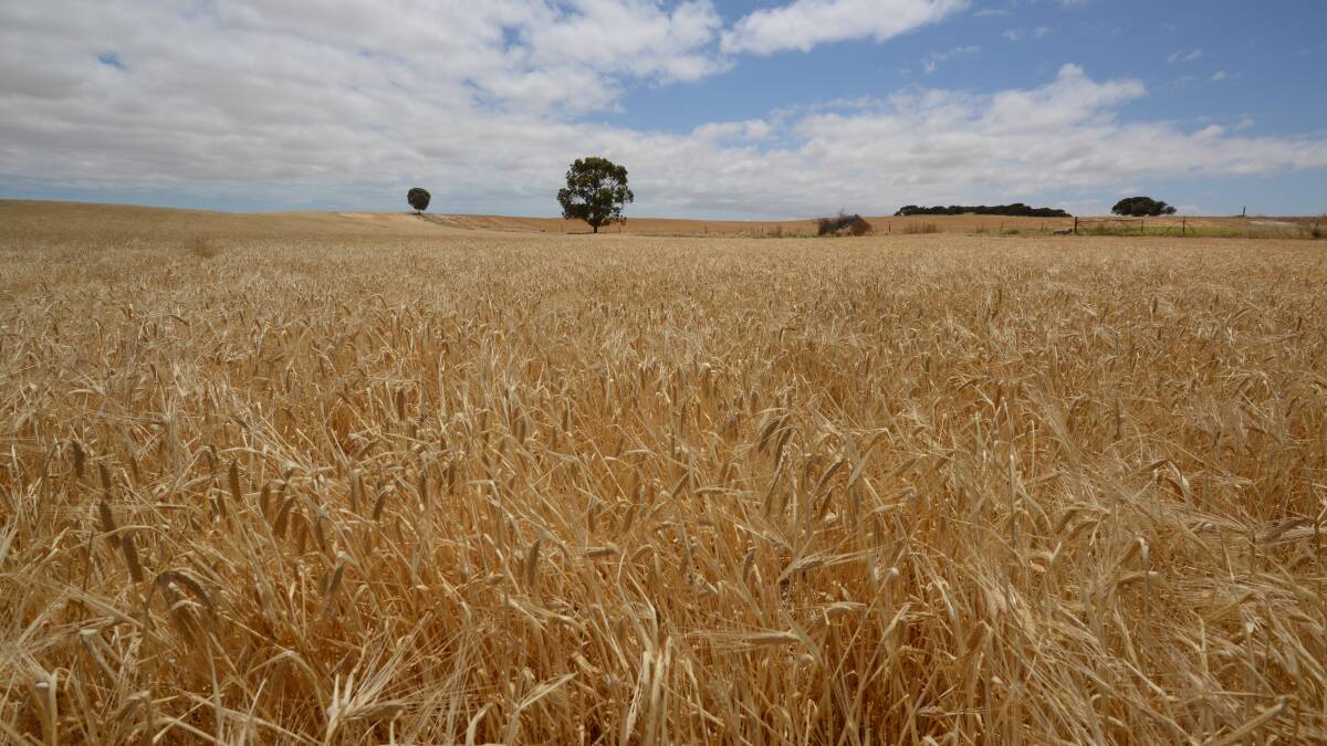 A significant fall in winter crop production has contributed to a 3 per cent decrease in the value of Australian farm production this year.
