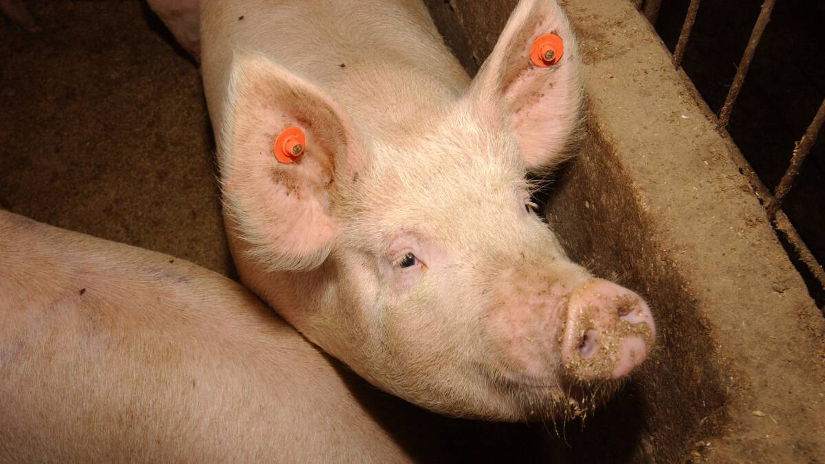 African swine fever would have a devastating effect on the Australian pig herd if it was to enter Australia.