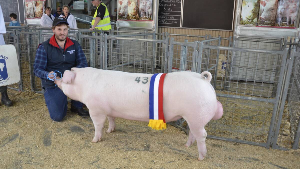 LENGTHY BOAR: Shaun Blenkiron, Gumshire, Keyneton, with his supreme champion pig in show, a Landrace boar. It was the second year in a row that Gumshire has won supreme champion pig in show.