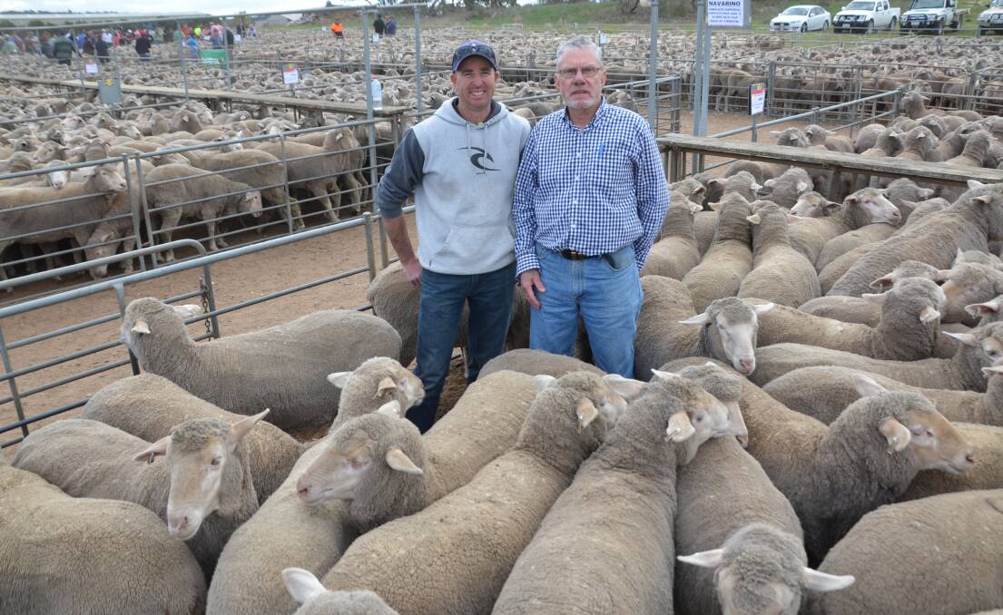 GREAT STOCK: Palmer sheep producer Steen Peach with the young ewes he bought for $296 from Trevor McLean, Navarino, Angas Plains, at the Murray Bridge saleyards.