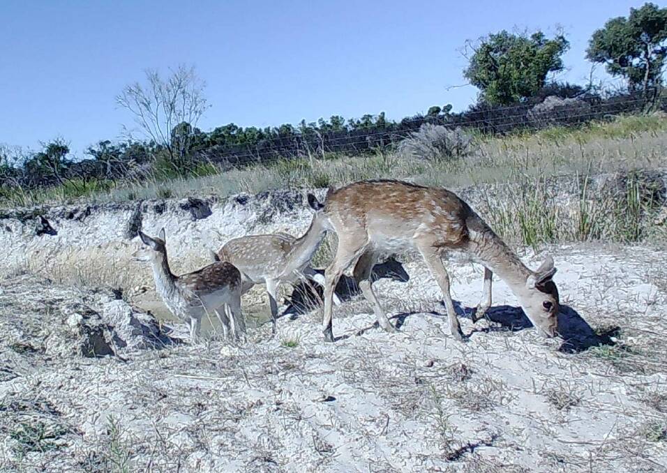 BIG PROBLEM: Feral fallow deer were caught on surveillance cameras on an eroded-bank where destruction of native environments has occured. Photo: Lee Williams.