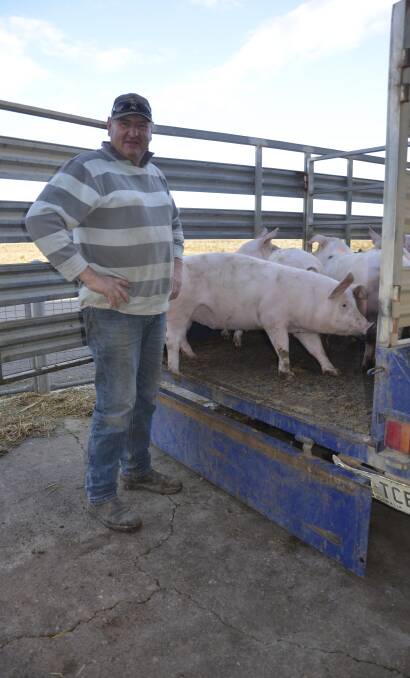 TOUGH TIME: Freeling producer John Muster delivering pigs to the Dublin saleyards this week. Pig returns have been declining since the beginning of the year.