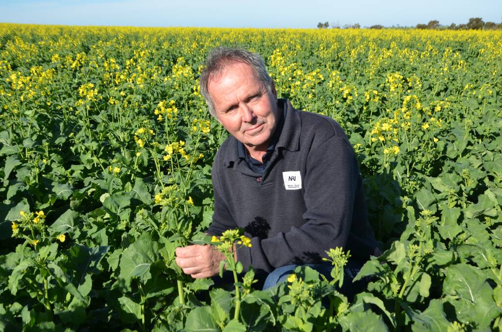 HANDY RAIN: Carr's Seeds agronomist Denis Pedler says last week's heavy falls in the Cummins district meant croppers could get on with final urea applications.