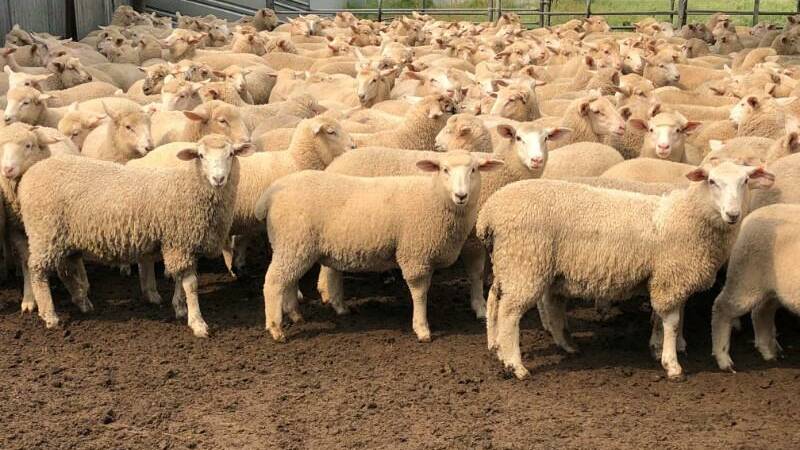 Second-cross lambs from Keith that made $151 on AuctionsPlus.