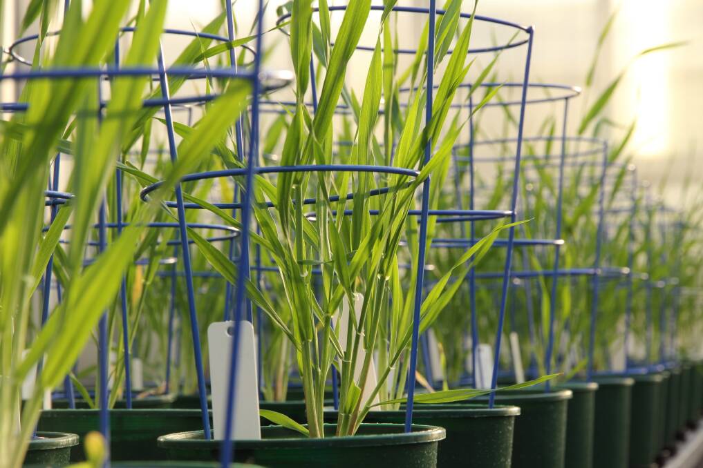 A new complex carbohydrate has been discovered in barley.