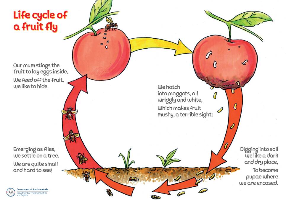 Classroom literature shows the life cycle of a fruit fly. Photo: PIRSA