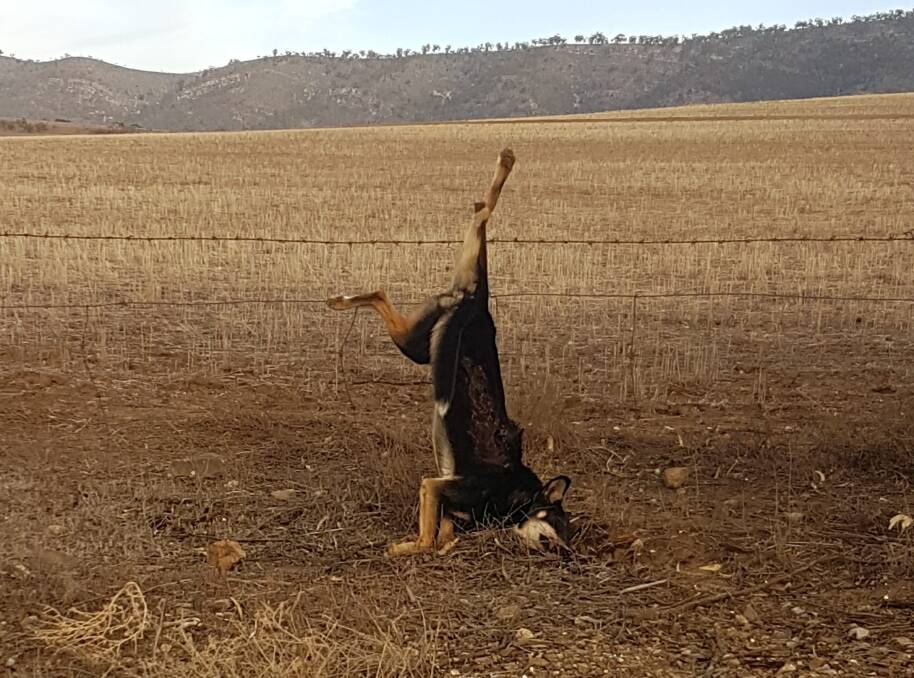 DOUBLE HEADER: The second wild dog shot at Quorn in a week. Shooter Tom Finlay says this year looks like being a perfect storm for the pest.