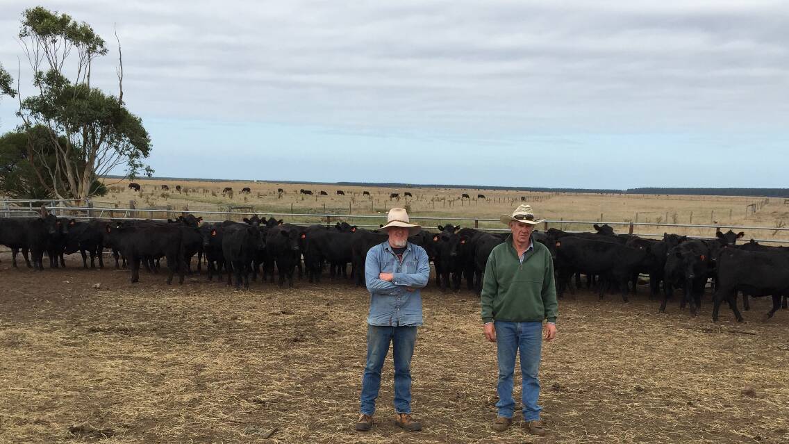 Steve Brain and Doug Smith, Boona, Mumbannar, Vic, with PTIC heifers, 18 months, to be offered in the Team Te Mania sale on April 13.