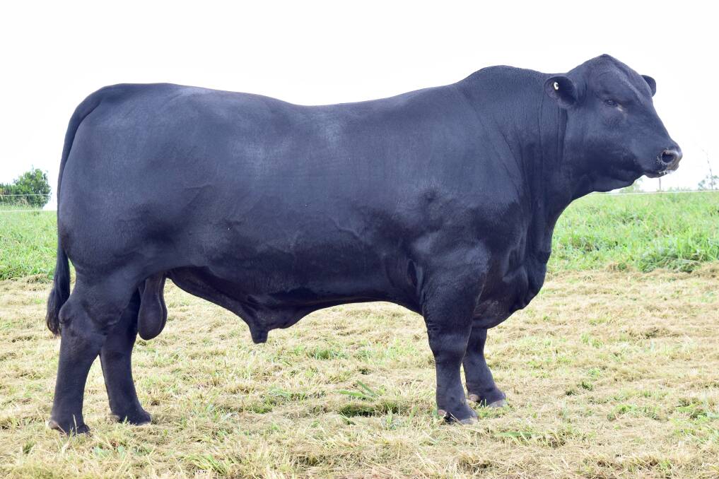 The ultrablack bull registered to the Brangus society known as Barronessa Holloway has won the 2021 Sire Shootout from a competition of 103 bulls. Photo: Supplied 
