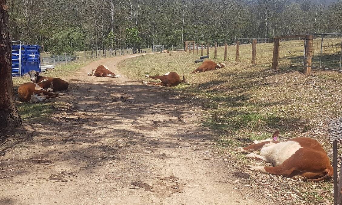 Five young heifers died and another was dying after drinking water from a trough filled with a previously used IBC tank. Photo: Wauchope Vets 