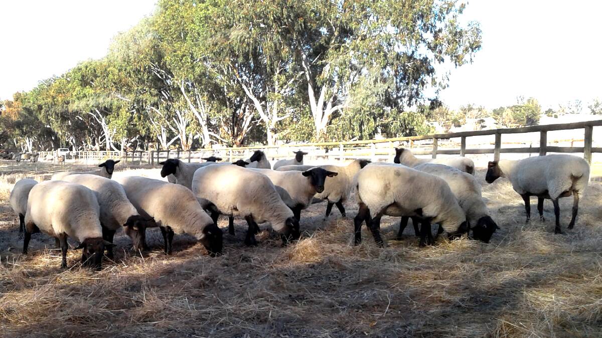 A small mob of Suffolk ewes awaiting an ET program for export in 2018. 