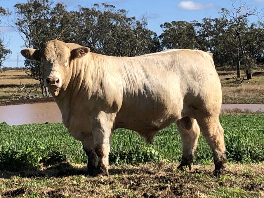4 Ways MLR Qupid Q46E was named runner up of the Sire Shootout. Photo: Supplied 