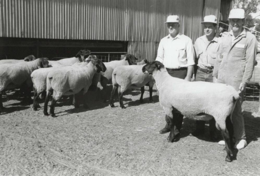 Way back in 1992 when sheep were released from Kirra Quarantine Station after eight years of quarantine. 