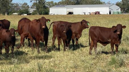 JLL AGRIBUSINESS: Western Downs cattle breeding and fattening property Doogalook has sold at auction.