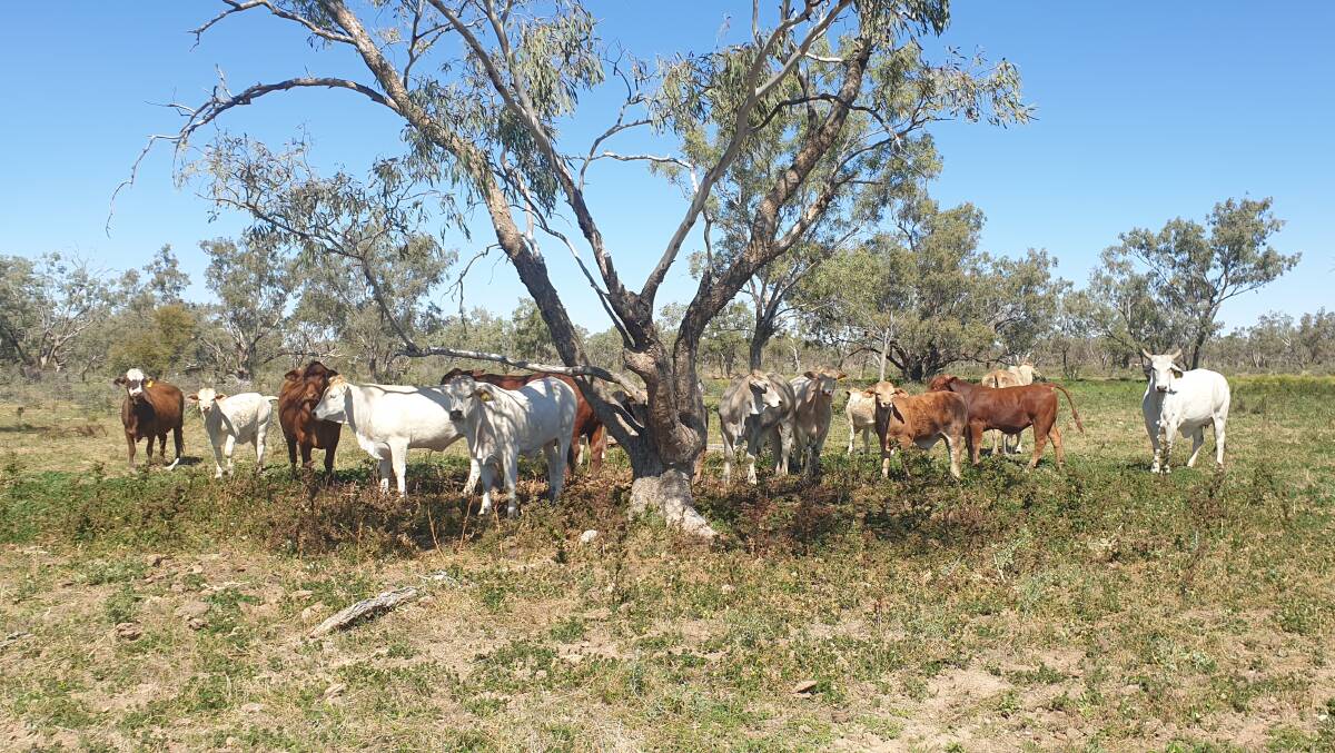 Thargomindah property Besm is well described as a South West Queensland calf factory.